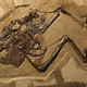 The Avimaia schweitzerae fossil. The egg fragments are too small to see with the naked eye.